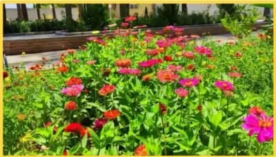 خودکفایی شهرداری کاشمر در تولید گل های فصلی