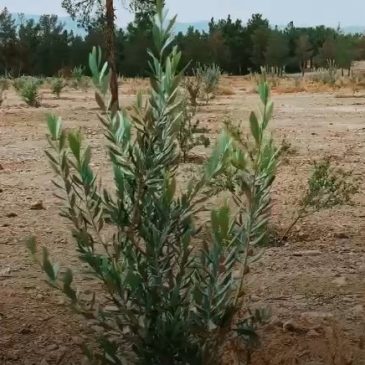 با همت و تلاش شهرداری در راستای احیای۱۹ هکتار از جنگل سید مرتضی(ع) حدود۴هزار اصله نهال مثمر از نوع زیتون خوراکی انجیر،عناب،سنجد و توت جایگزین درخت های خشک شده شد و همچنین اجرای۱۹کیلومتر شبکه آبیاری در این جنگل وبلوار سید مرتضی(ع)قسمت اعظم آبیاری فضای سبز بصورت سیستم تحت فشار و از آب غیرشرب صورت میگیرد.