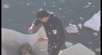 نجات حیوان گرفتار شده در استخر پر عمق توسط پرسنل آتش نشانی شهرداری کاشمر