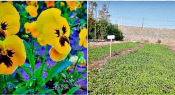 خودکفایی شهرداری در تولید گل های فصلی، صرفه‌جویی نیم میلیارد تومانی