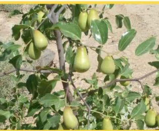 وضعیت میوه درختان عناب در مجموعه بامشار