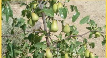 وضعیت میوه درختان عناب در مجموعه بامشار