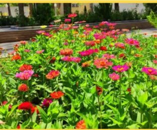 خودکفایی شهرداری کاشمر در تولید گل های فصلی