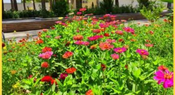خودکفایی شهرداری کاشمر در تولید گل های فصلی